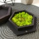 Именная коробка для обручальных колец со мхом, коробочка для колец на свадьбу с гравировкой шкатулка из дерева.